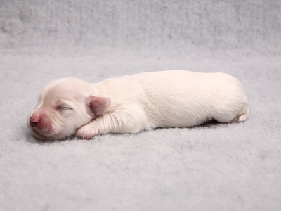 Bichon Havanais hvalpe Kennel Miki Nanoq
